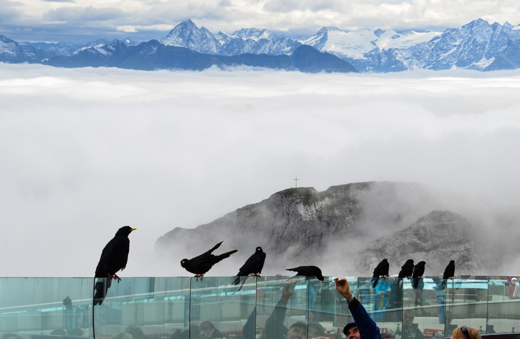 Im Sommer auf dem Pilatus ( Schweiz) ca. 2000 mtr )