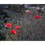 Im Sommer da blüht der rote, rote Mohn...