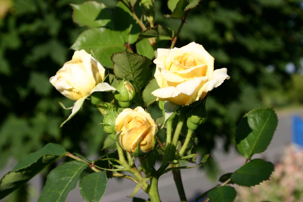 Im Sommer die Rosen blühen..... wie lange dauert es noch?