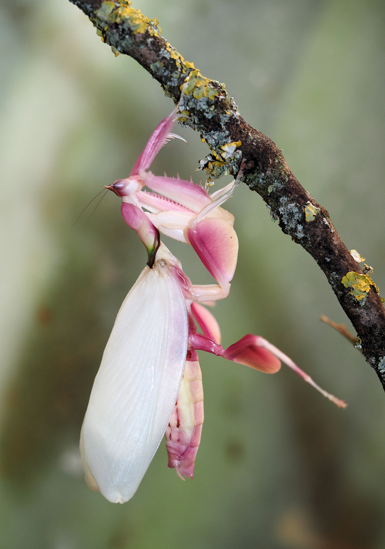 Im Sommer hole ich mir wieder eine Mantis…