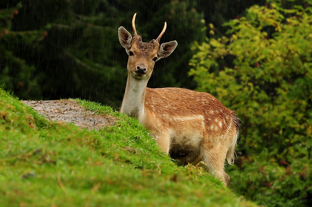 Im Sommer ist der Regen wärmer