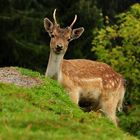 Im Sommer ist der Regen wärmer