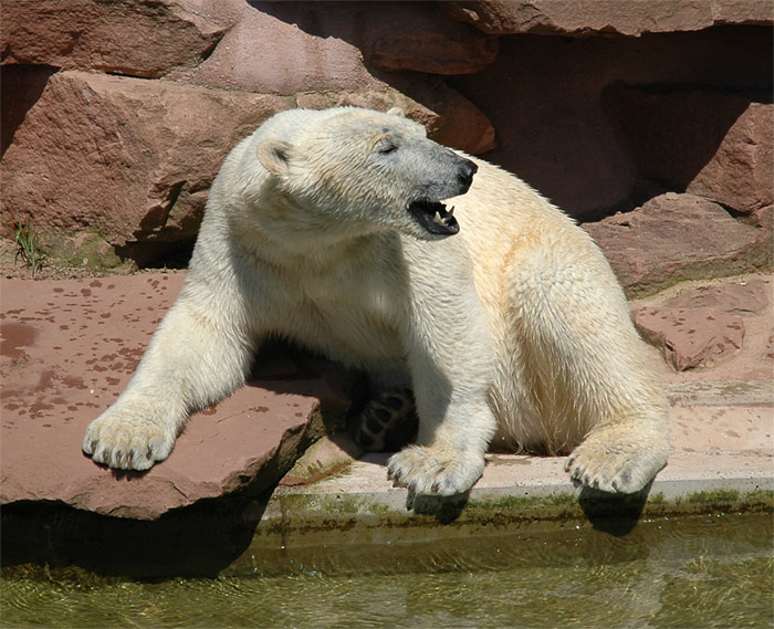 Im Sommer möcht' ich kein Eisbär sein