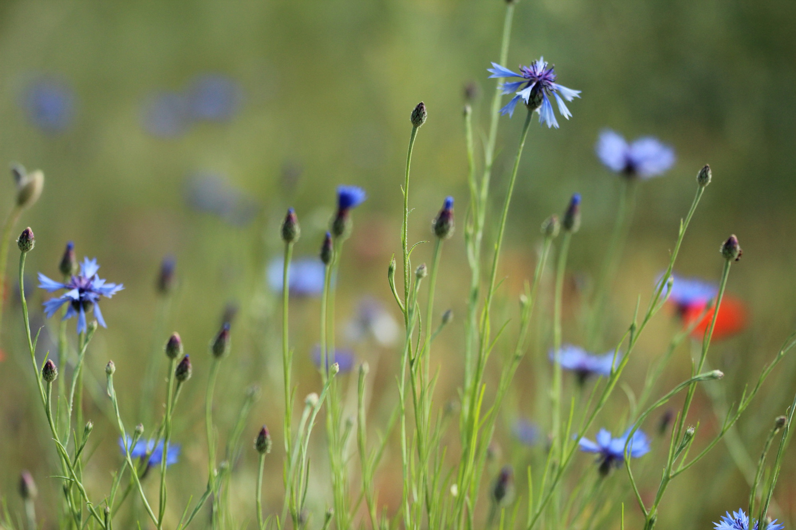 im Sommer war's