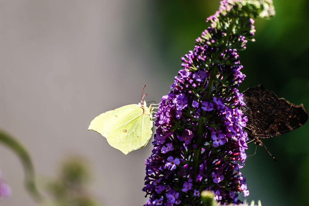 Im Sommerflieder