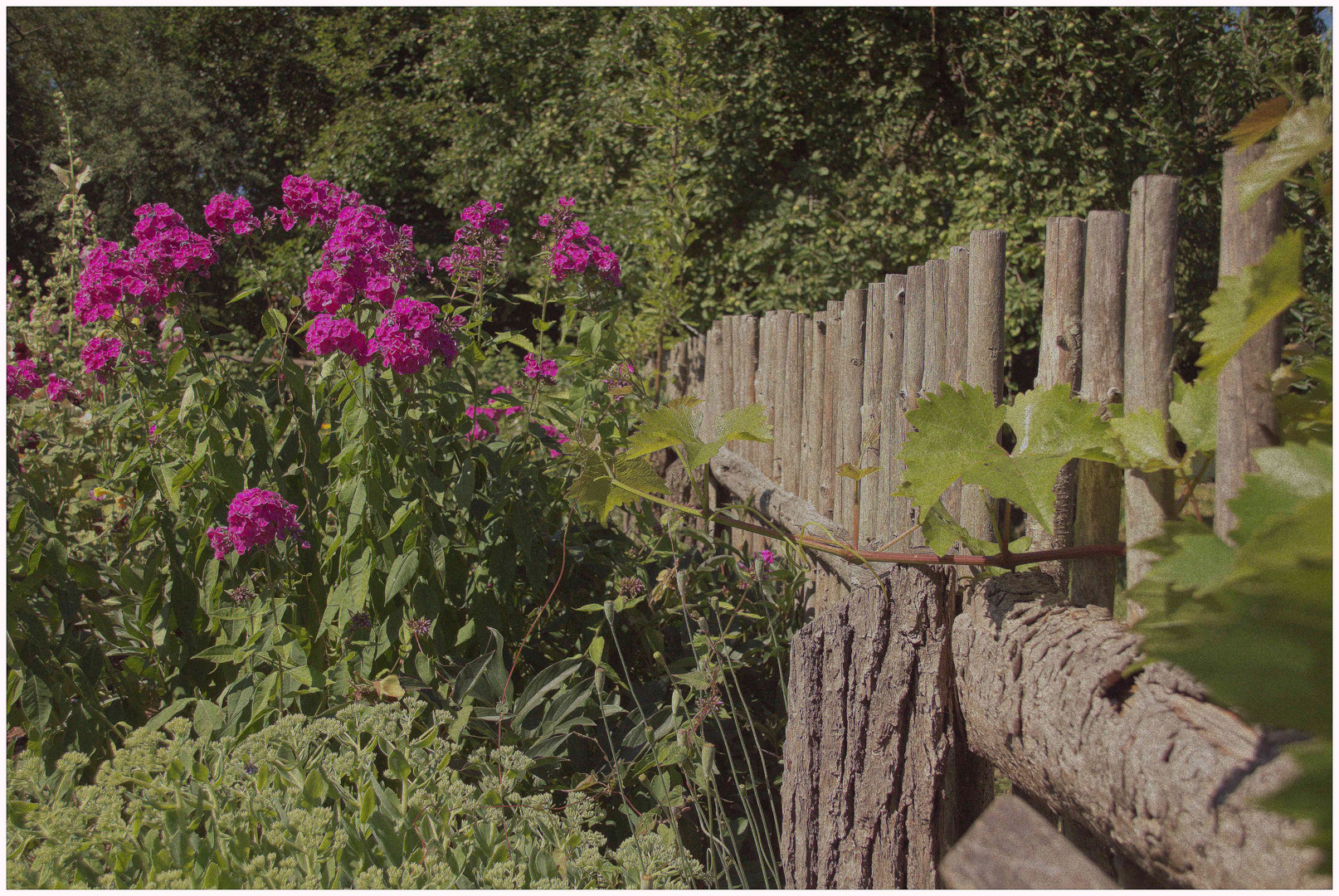 im Sommergarten