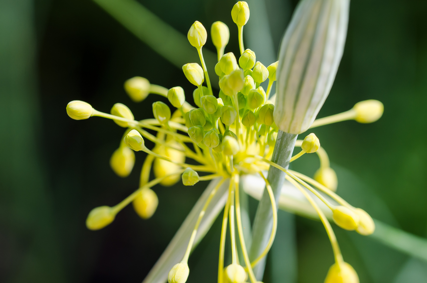 Im Sommergarten