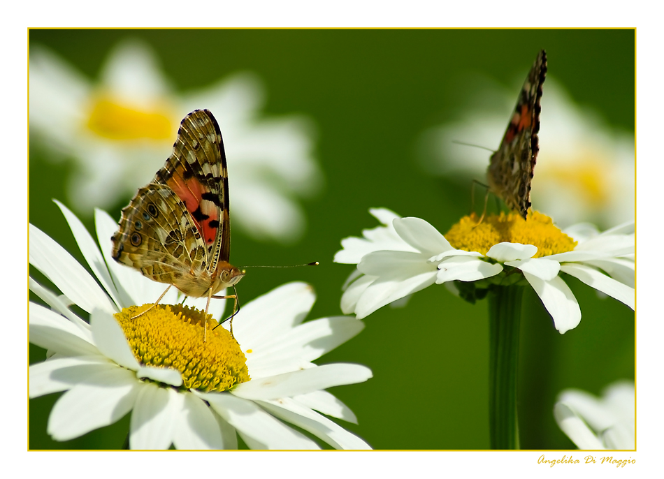 Im Sommergarten