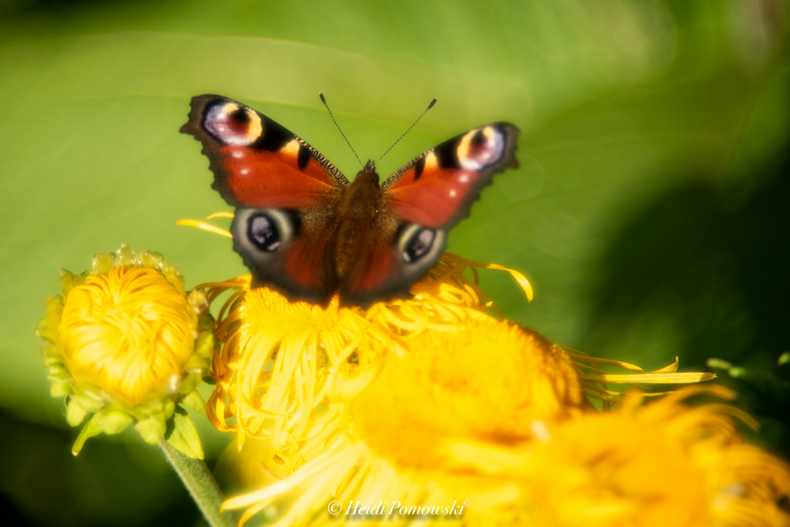 im Sommergarten