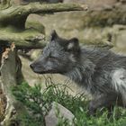 Im Sommerkleid - Polarfuchs, Rondane-Nationalpark, Norwegen