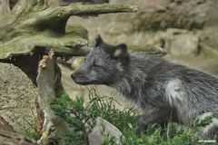 Im Sommerkleid - Polarfuchs, Rondane-Nationalpark, Norwegen