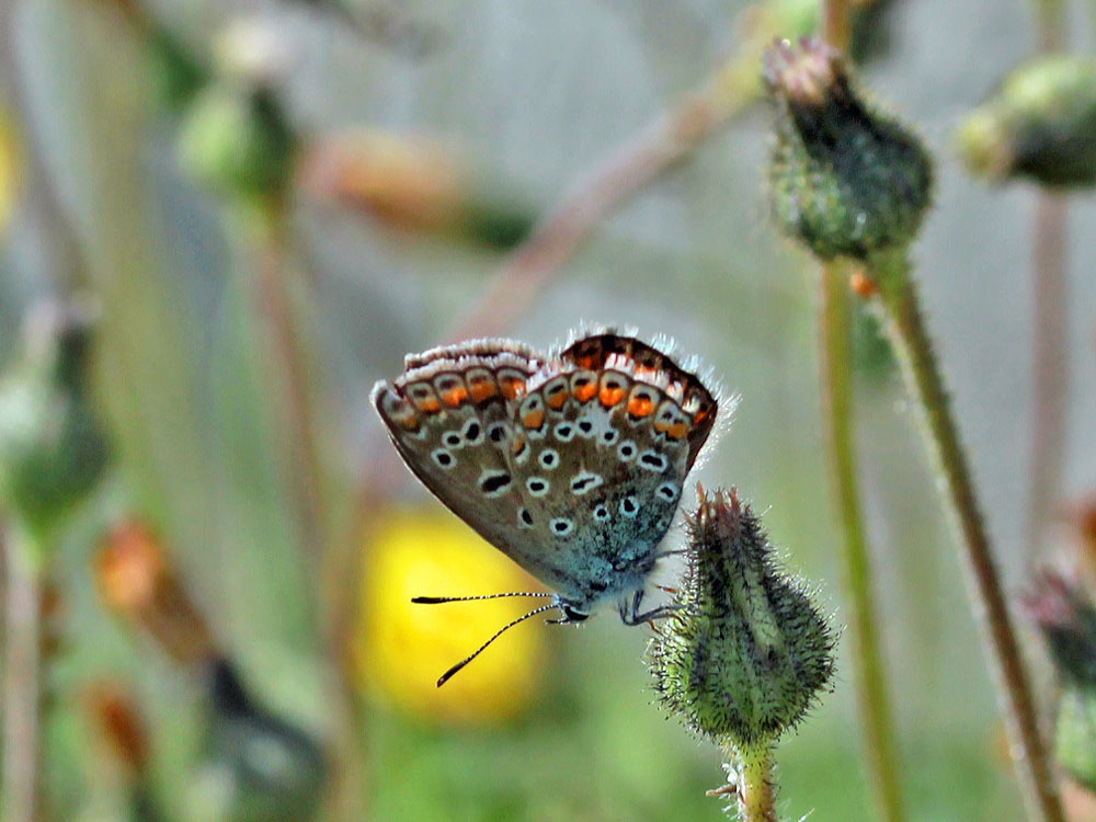 Im Sommerkleidchen