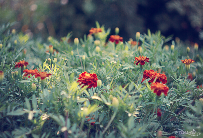 Im sommerlichen Garten