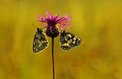 Im sommerlichen Morgentau