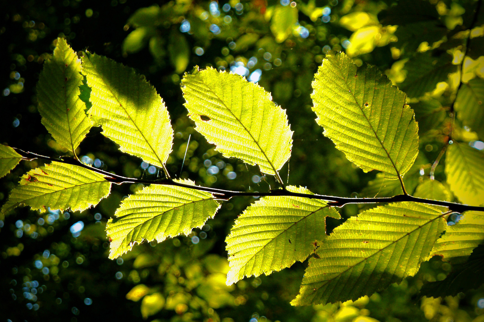 ... im Sommerlicht