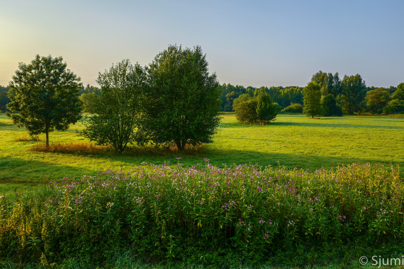 Im Sommerlicht