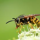 Im "Sommer"regen zwischen Frust und Freude