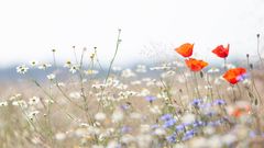 im Sommerwind ...