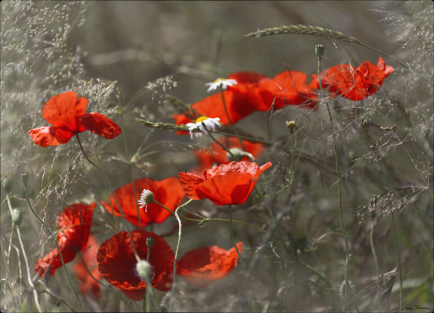 im Sommerwind ...