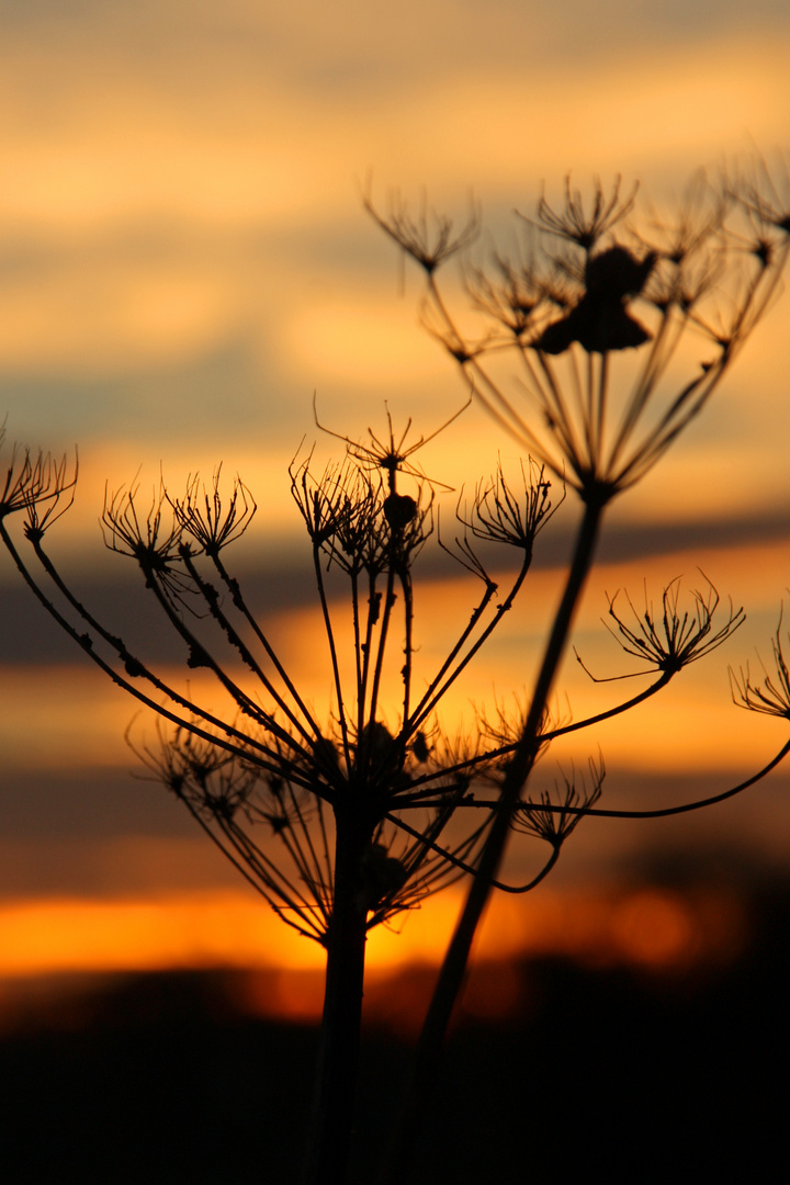 Im Sonnenaufgang