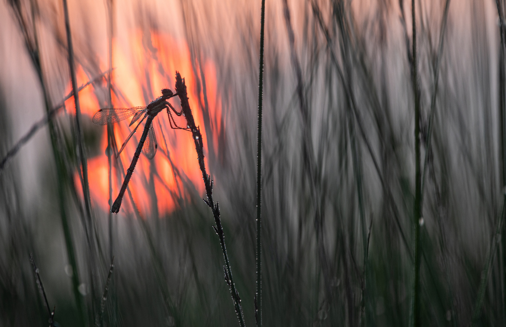 ___im Sonnenaufgang________