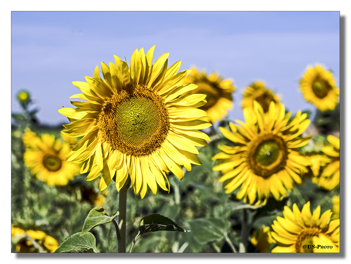 Im Sonnenblumen-Feld #2