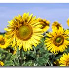 Im Sonnenblumen-Feld #2