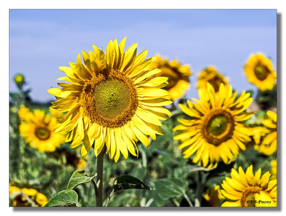 Im Sonnenblumen-Feld #2