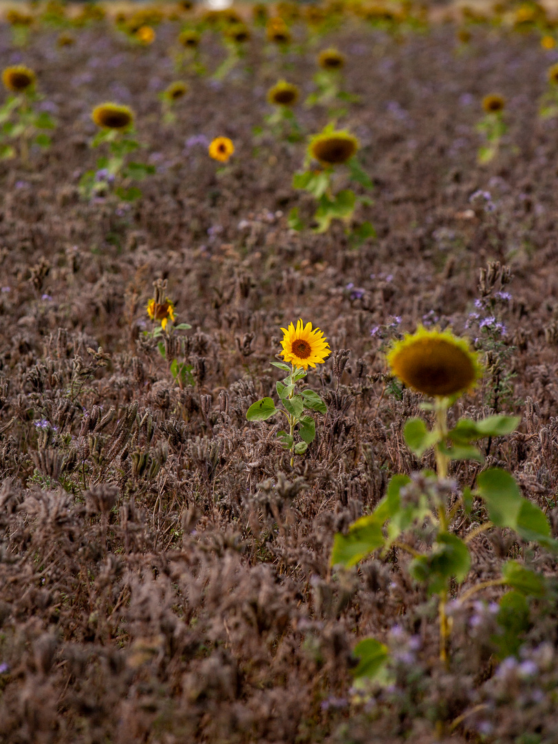  Im Sonnenblumen Feld