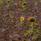  Im Sonnenblumen Feld