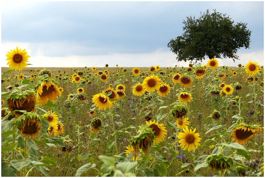 Im Sonnenblumenfeld ,