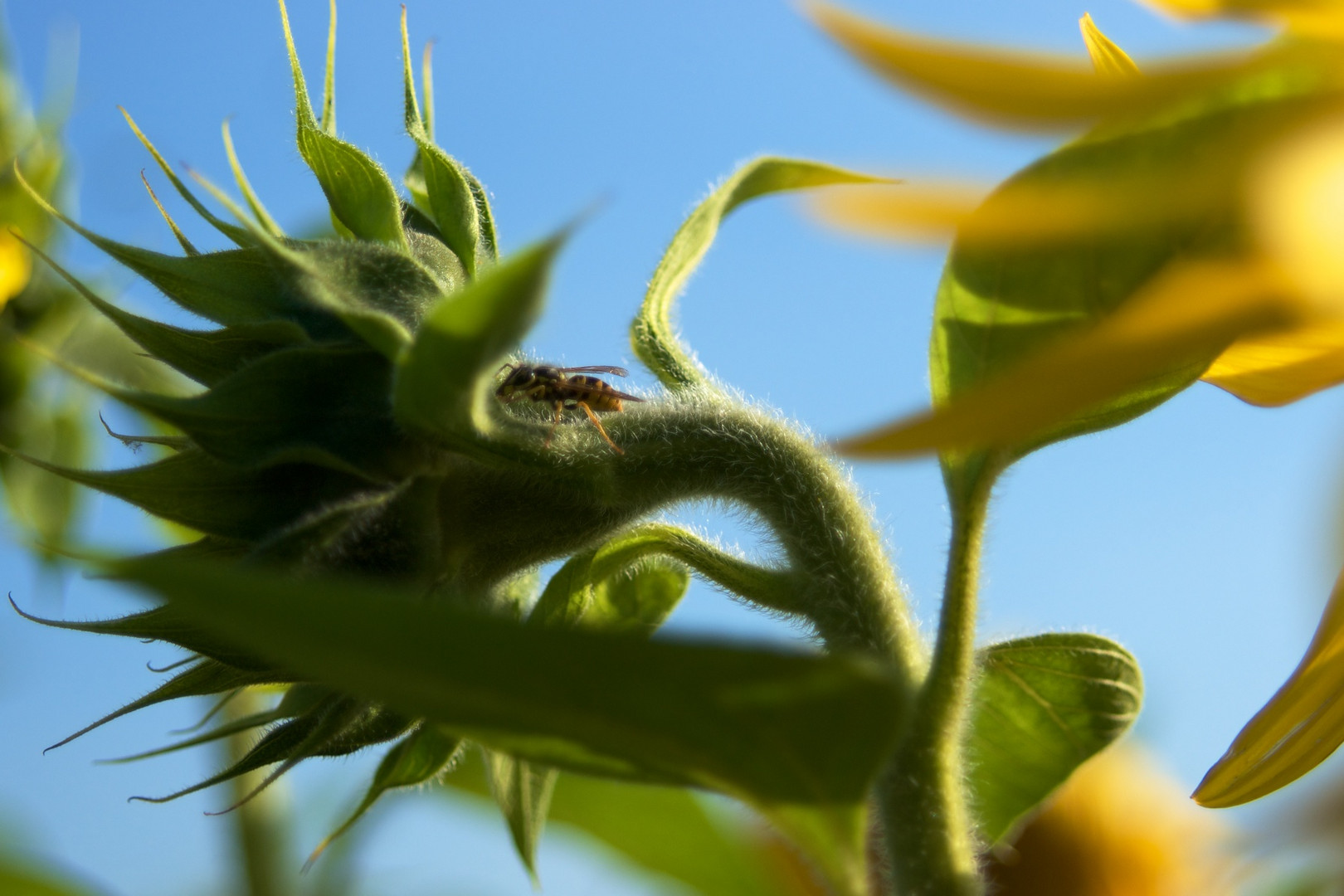 Im Sonnenblumenfeld