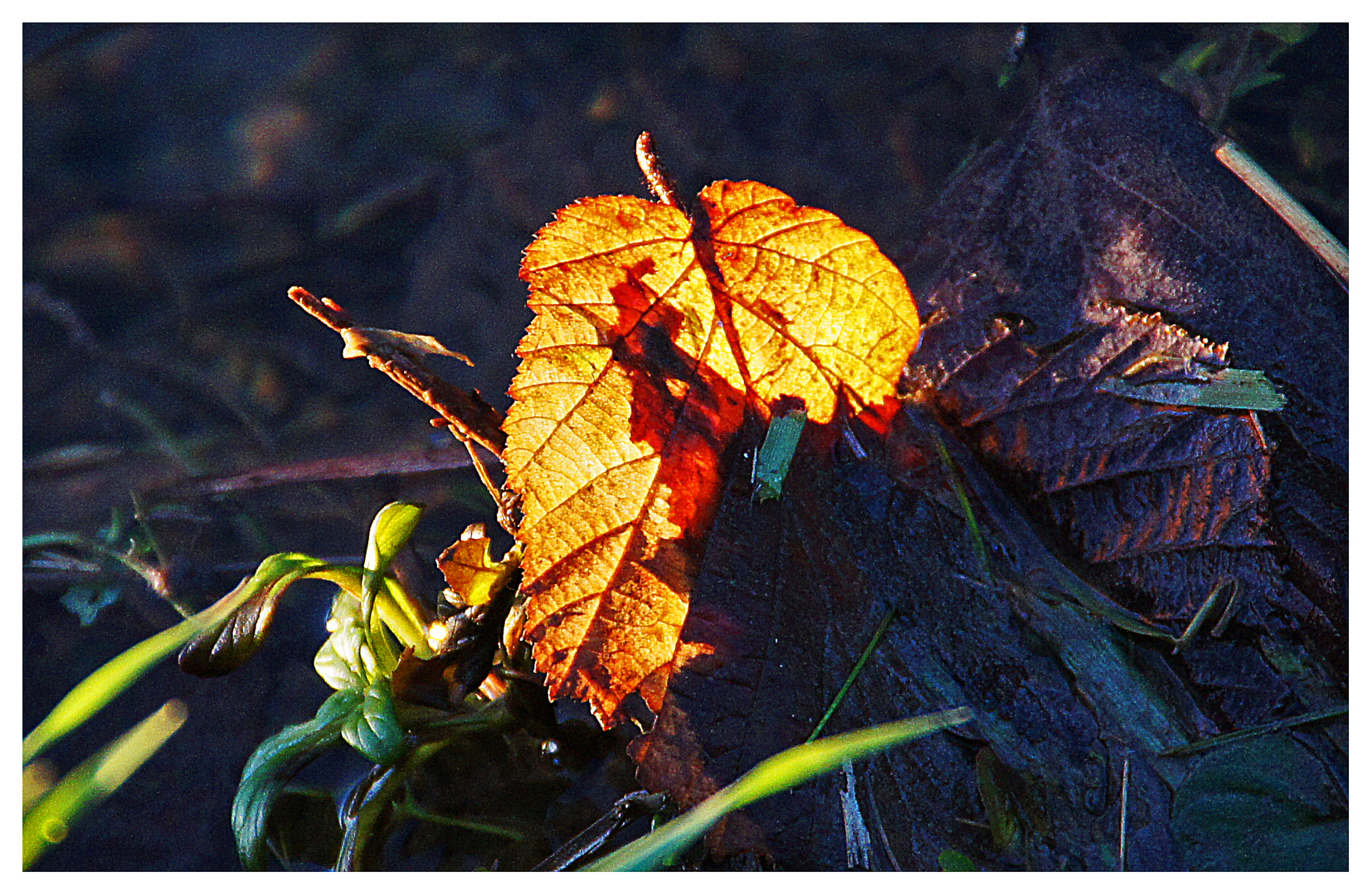 Im Sonnenlicht