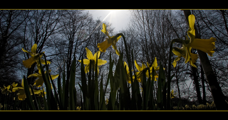 im sOnnenlicht Foto & Bild | pflanzen, pilze & flechten, blüten