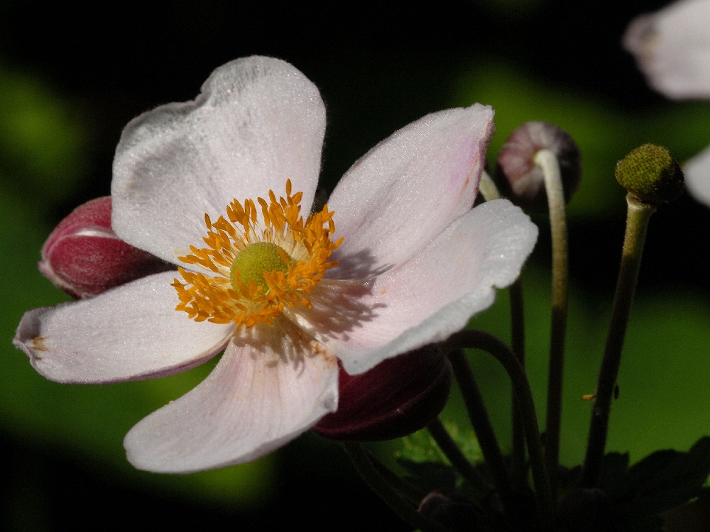 Im Sonnenlicht