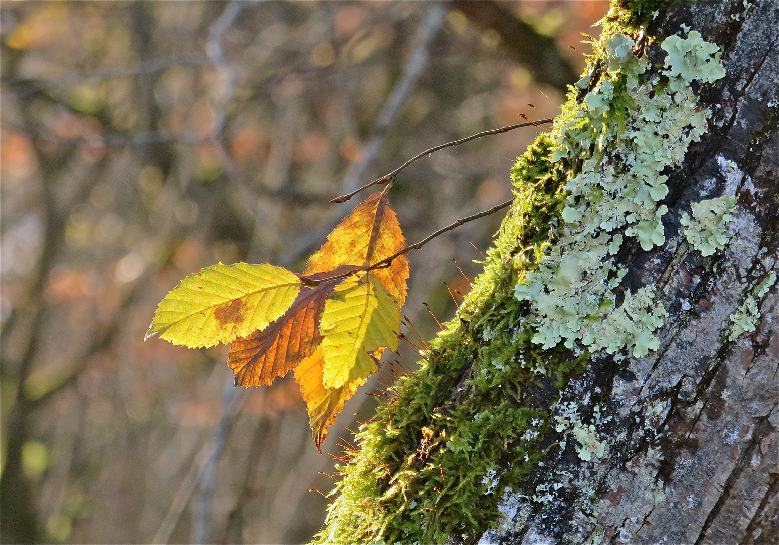 ... im Sonnenlicht !!!...