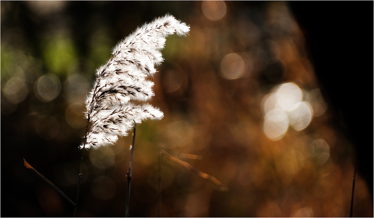 Im Sonnenlicht