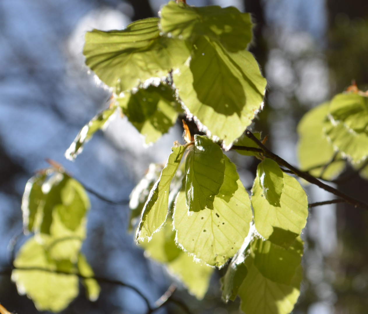 Im Sonnenlicht