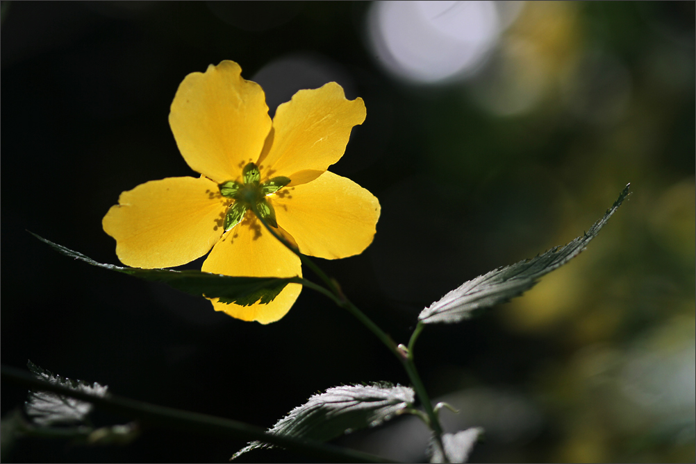 im Sonnenlicht