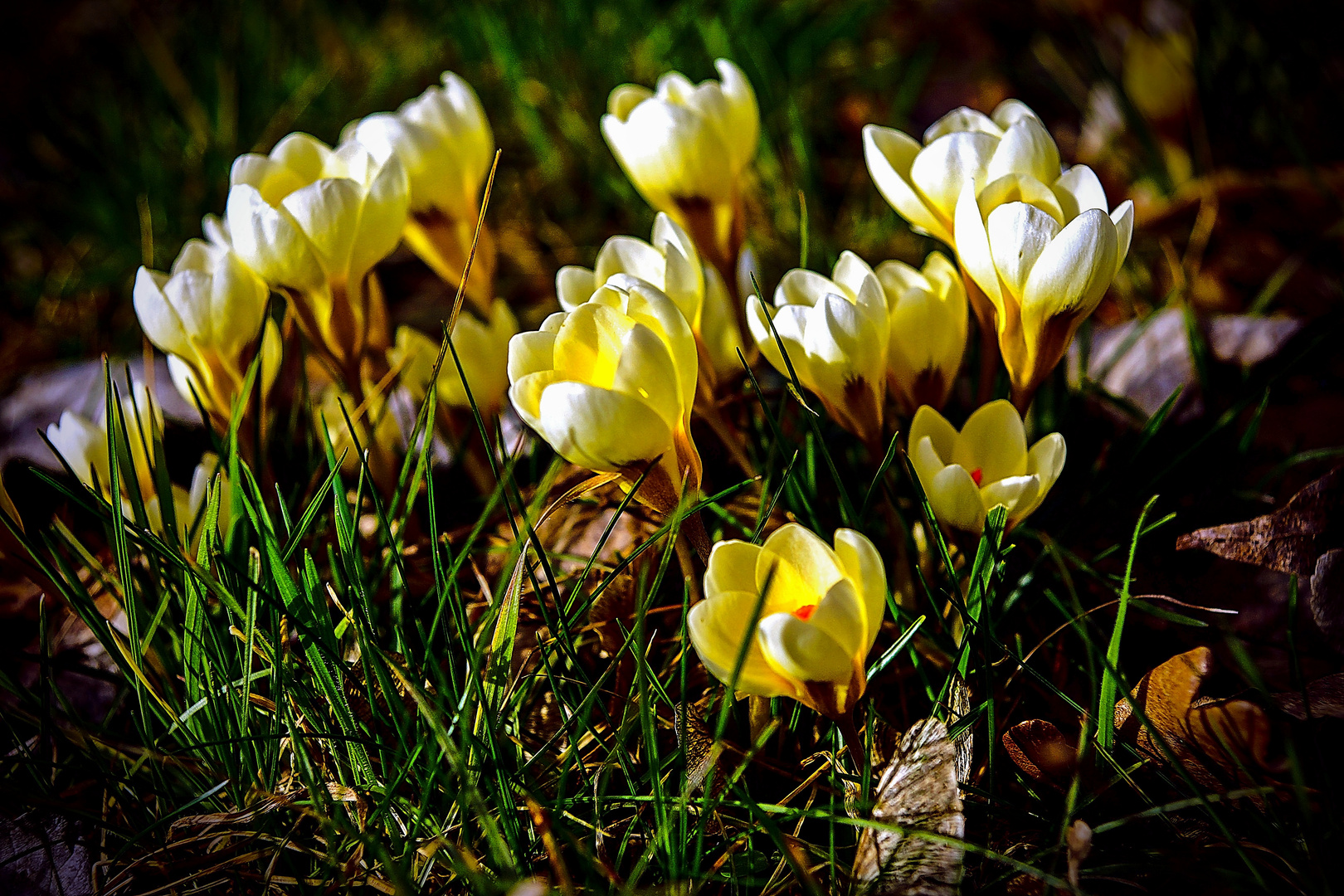 Im Sonnenlicht die Mittwochsblümchen