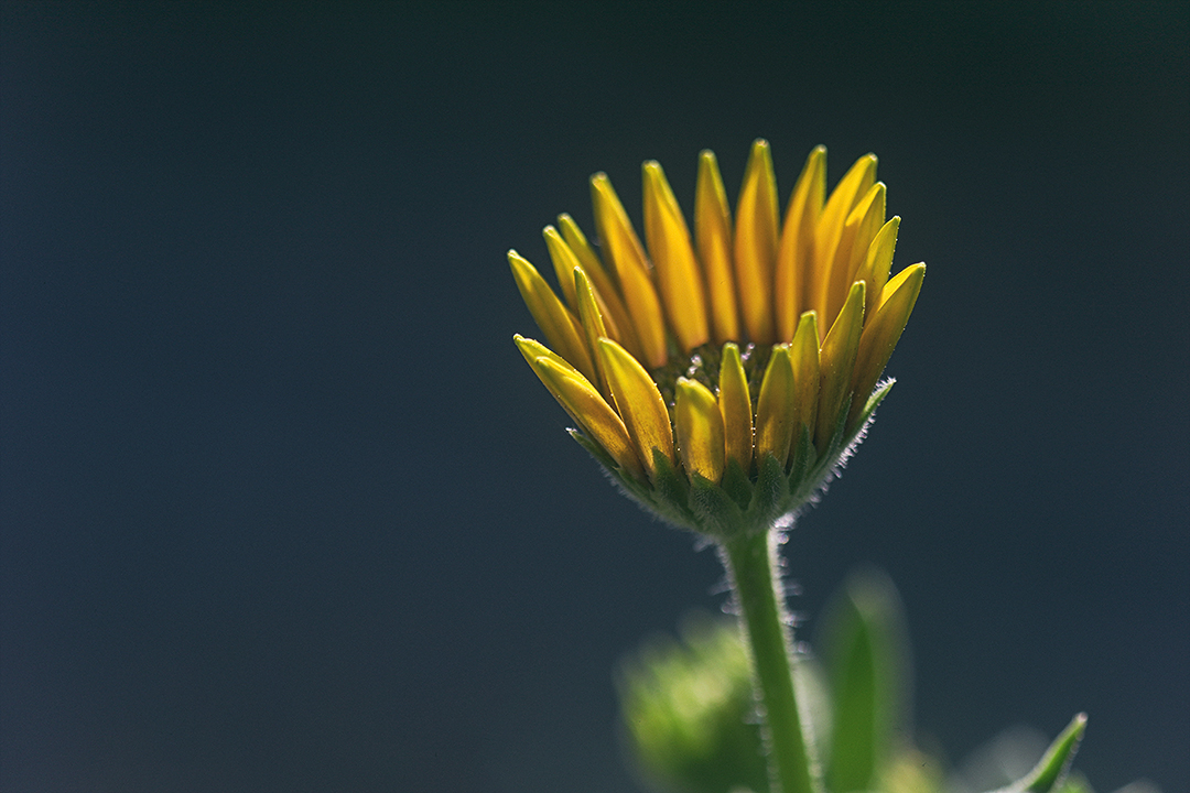 Im Sonnenlicht