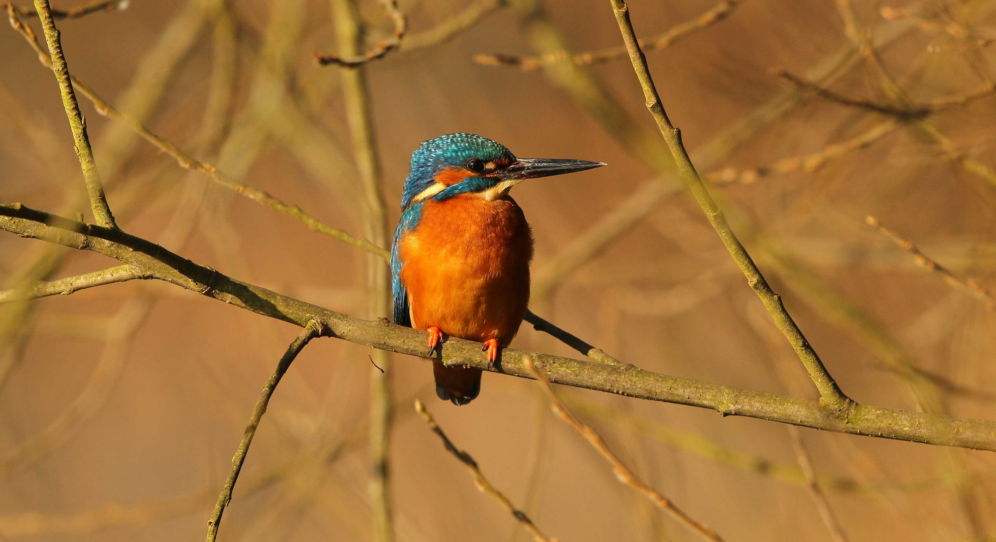 Im Sonnenlicht - Eisvogel