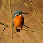 Im Sonnenlicht - Eisvogel