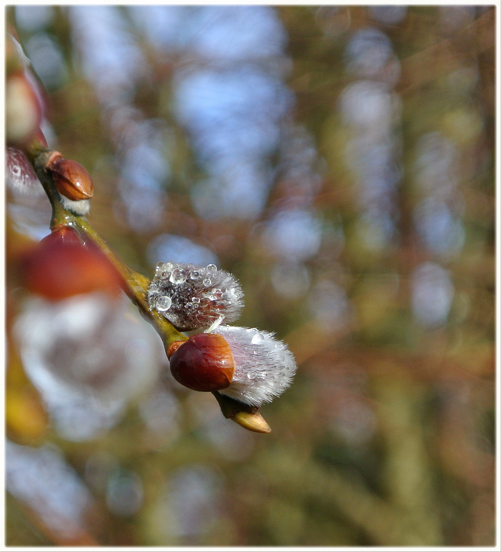 Im Sonnenlicht