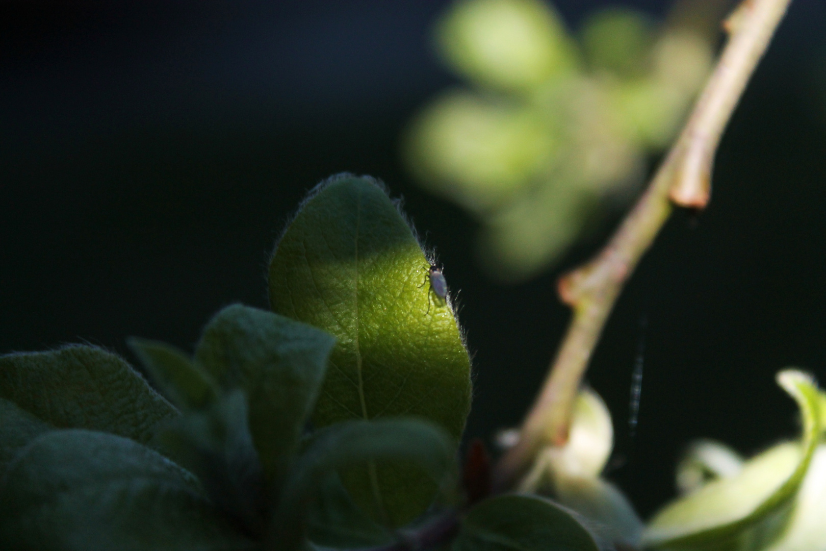 Im Sonnenschein.