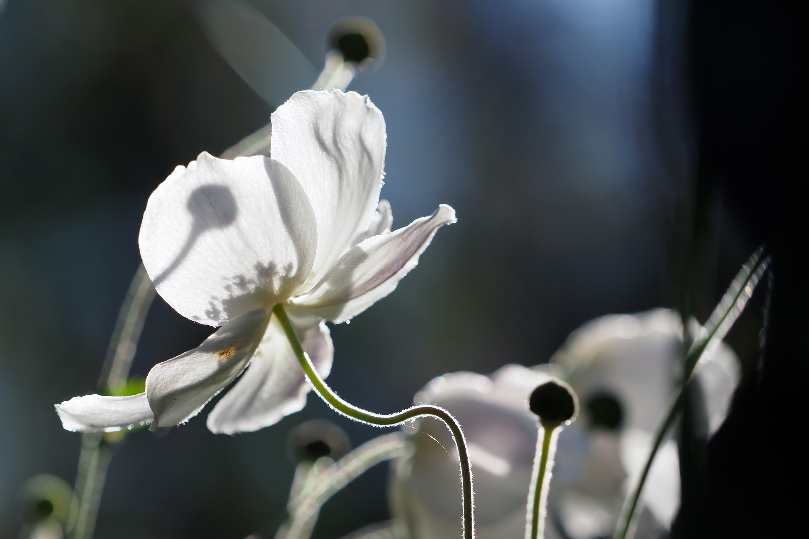 im sonnenschein