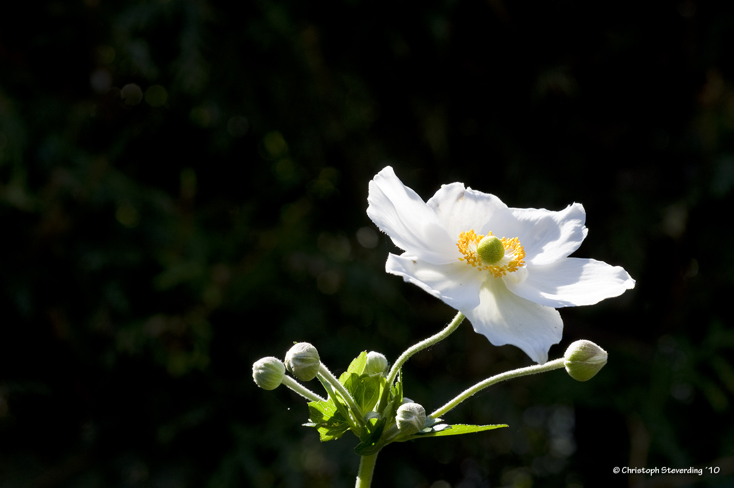 Im Sonnenschein