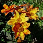im Sonnenschein