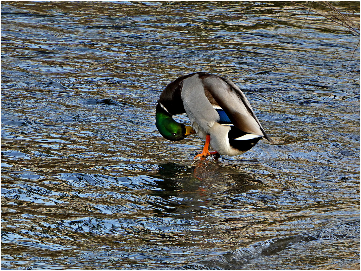 Im Sonnenschein an der Wupper