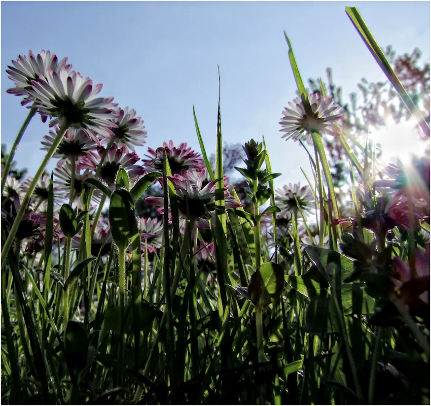 Im Sonnenschein